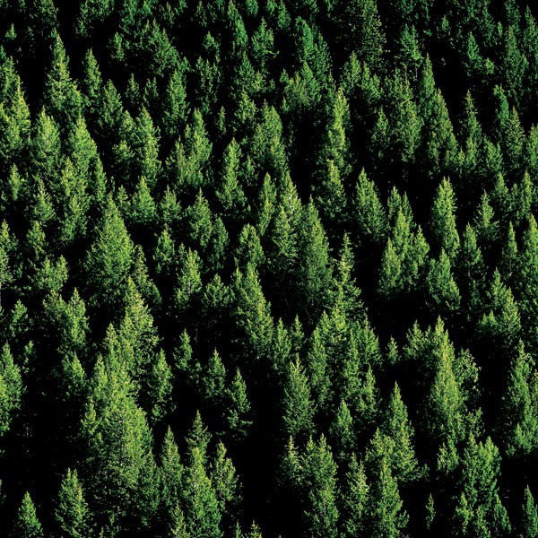 Pine Trees, scrapbook paper - Scrapbook Customs 37010