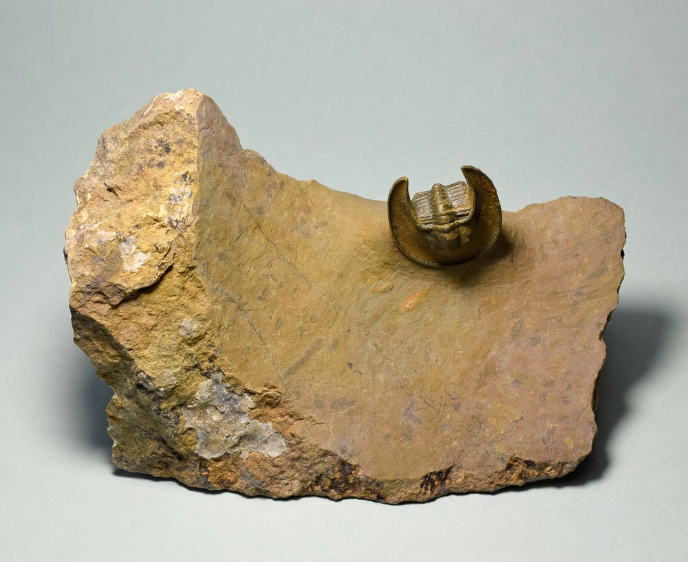 Fine trilobite Lioharpes wendti
