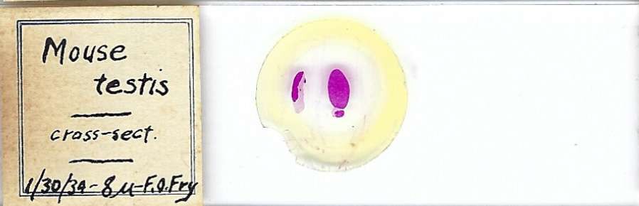 Mouse Testis Microscope Slide