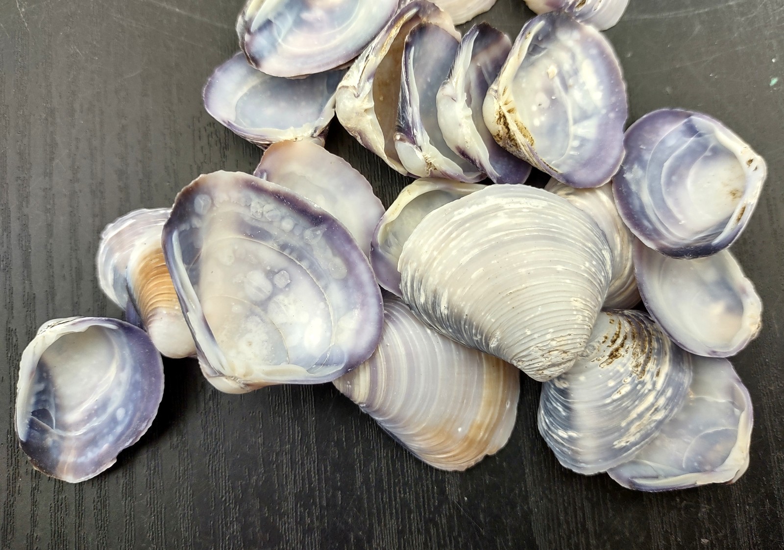 Purple Cay Cay Clam Seashells (approx. half cup +/-70 shells 0.5+ inches)