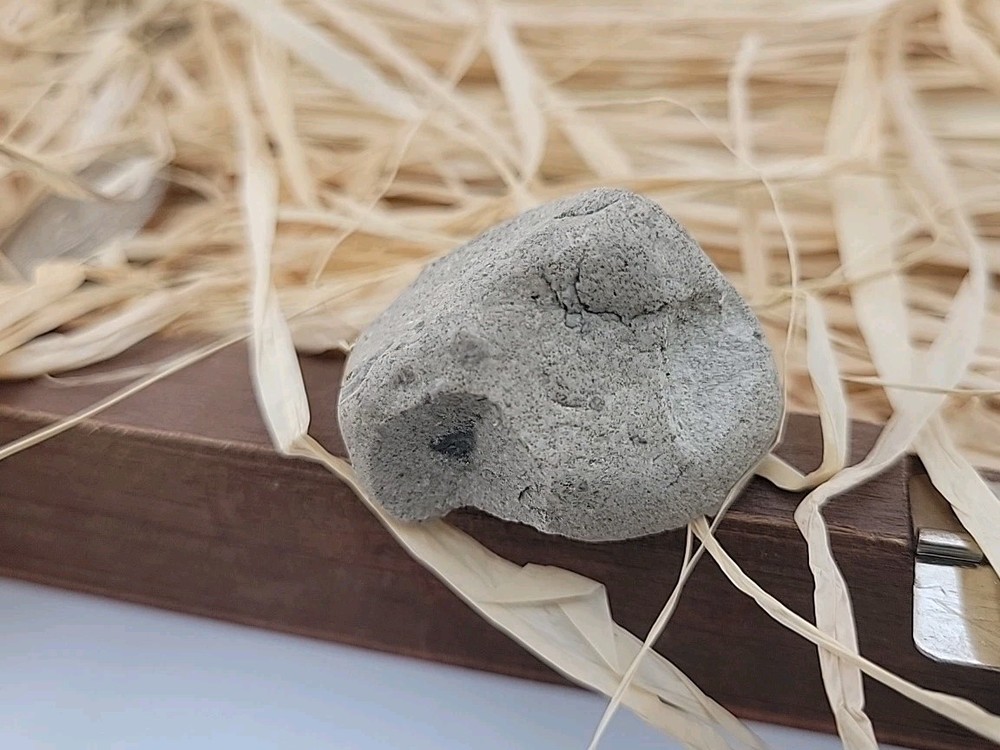 Egg Fossil Permineralized