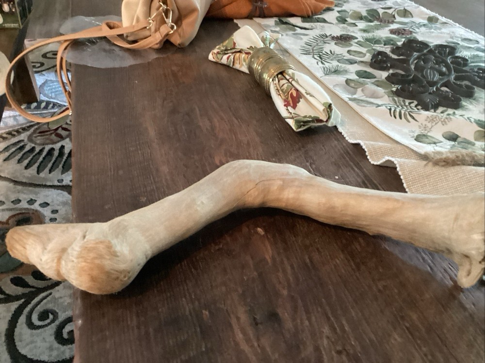 Mammoth Bone