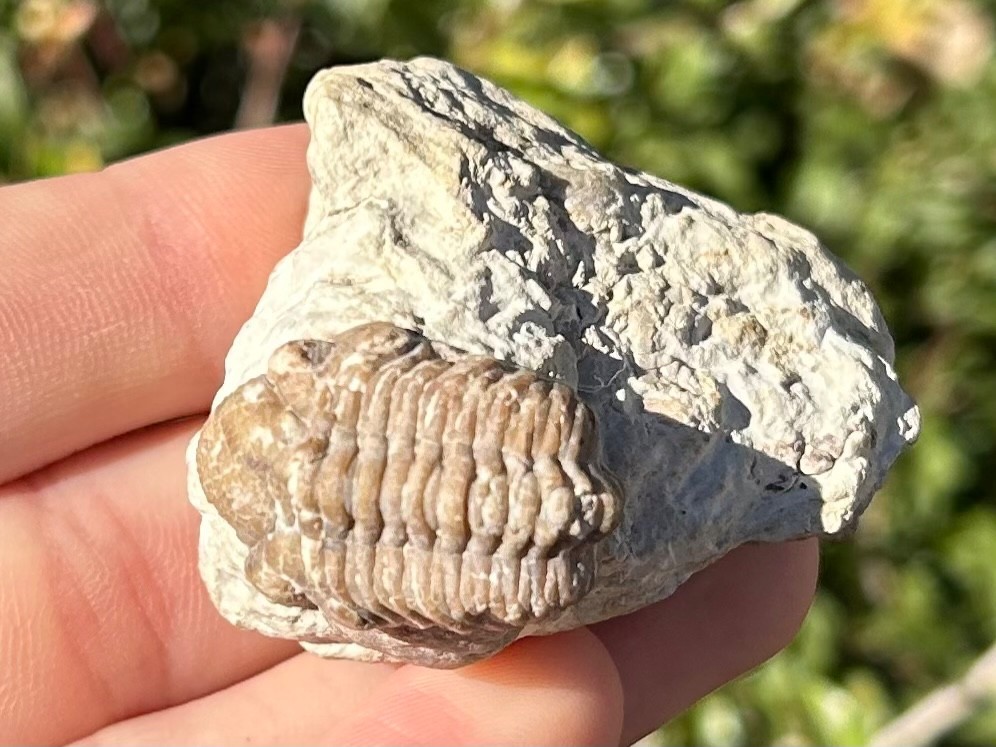 Oklahoma Fossil Trilobite Kainops invius Devonian Bug in Matrix