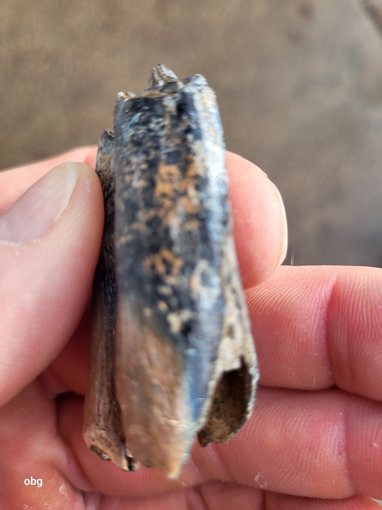 Historic bison tooth with blue vivianite permineralization