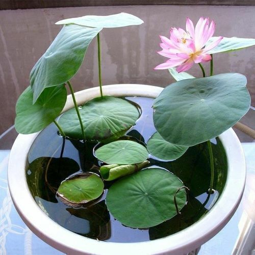 30/90Pcs Seeds Lotus Mix Flower Seed Hand Picked Aquatic Plants Water Garden US