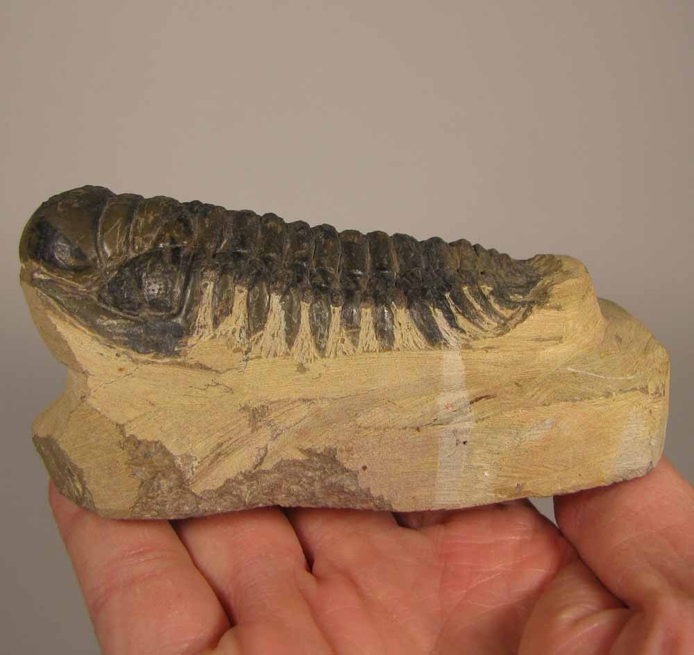 3.4" Crotalocephalus Gibbus TRILOBITE Fossil on Matrix - Devonian Age - Morocco