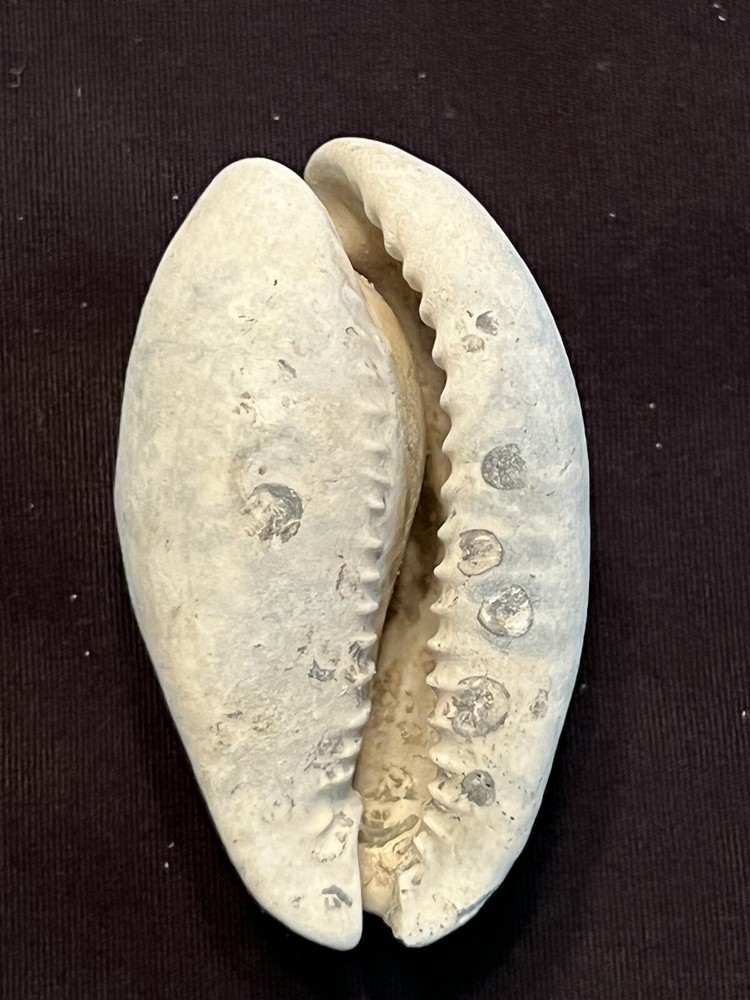 EXTINCT Fossilized COWRIE Shell ( Pseudadusta Marilynae ) From Central Florida.