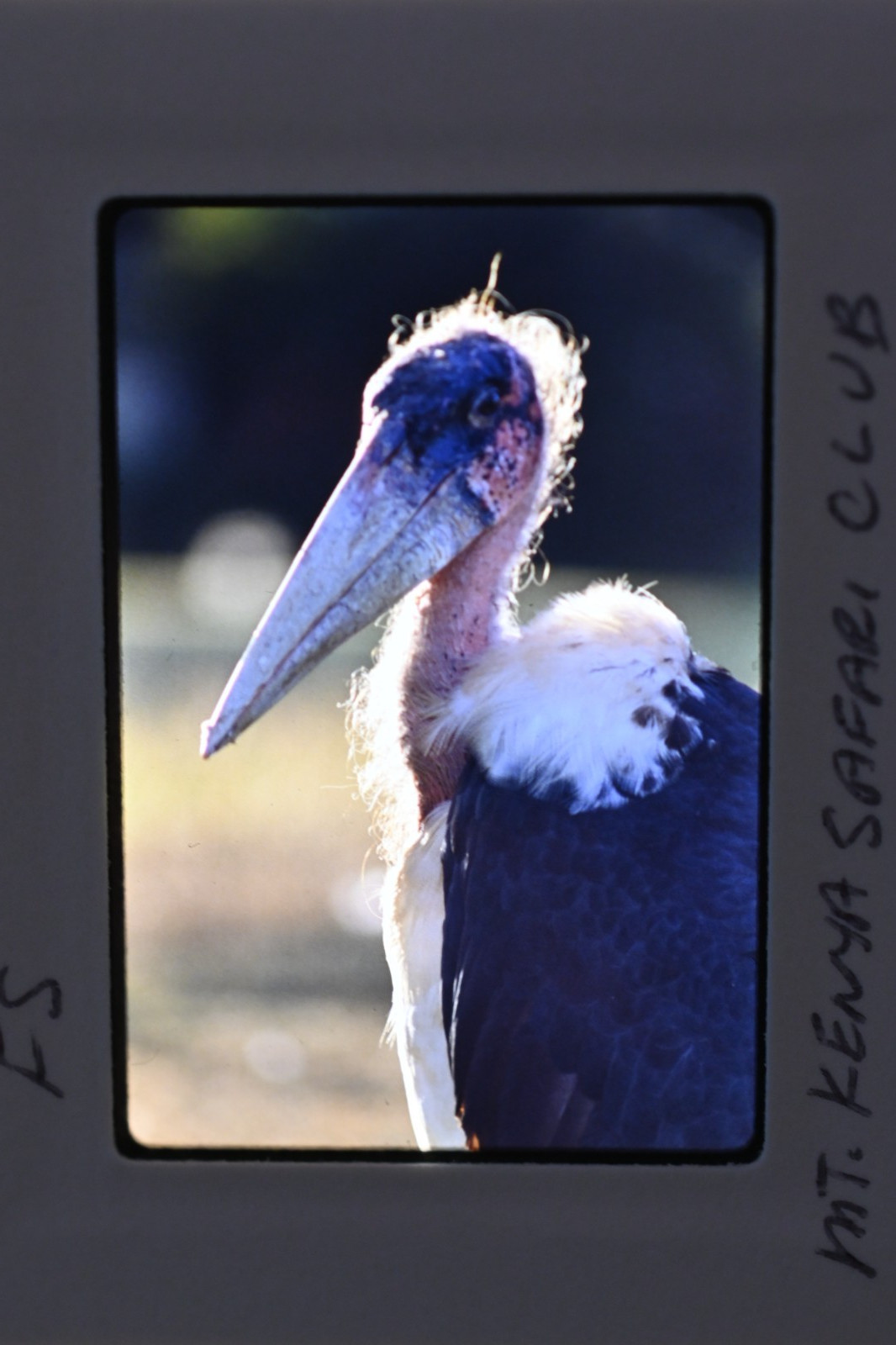 Vintage 1986 Kenya Safari Slides 120 Lot Wildlife Tribal Photo