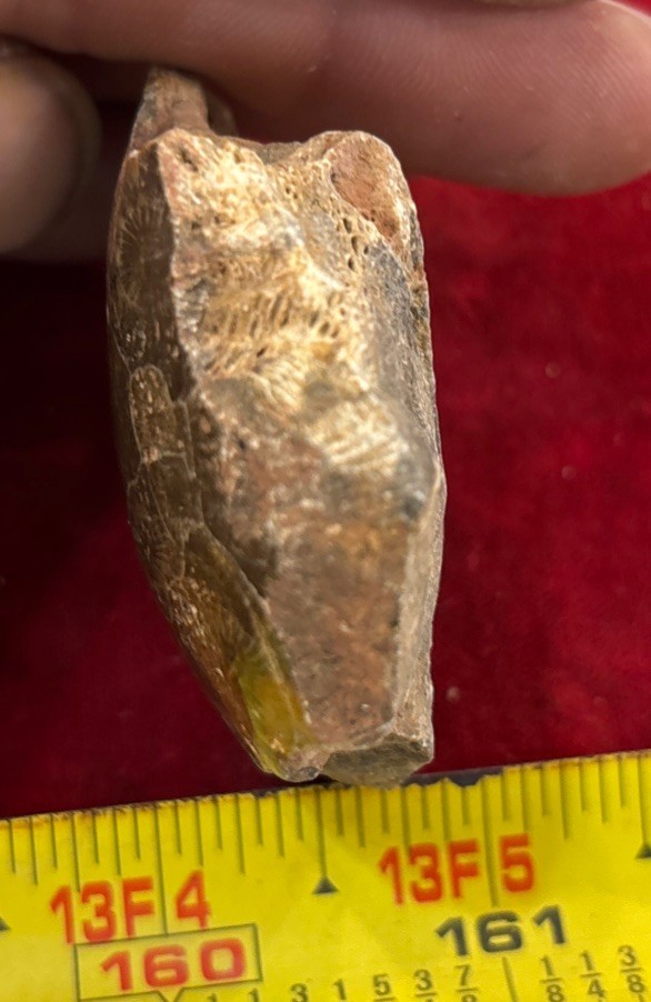 Petrified Coral End Polished
