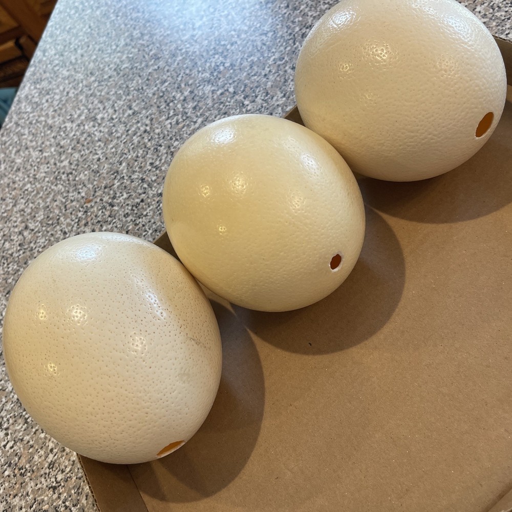 3 Large Ostrich Eggshells 100% Natural Premium Quality