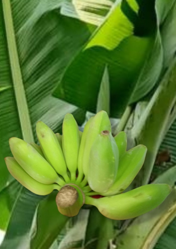 Banana Fresh