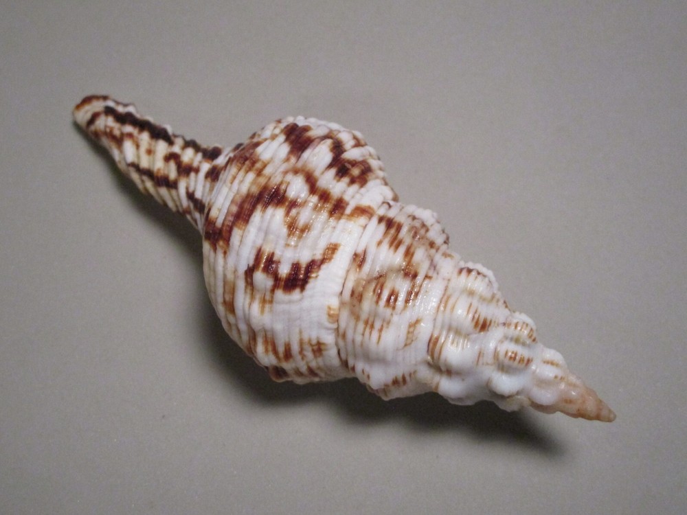 Fusinus nicobaricus Roeding, 1798 "NICE STRIATIONS" (113.5mm)