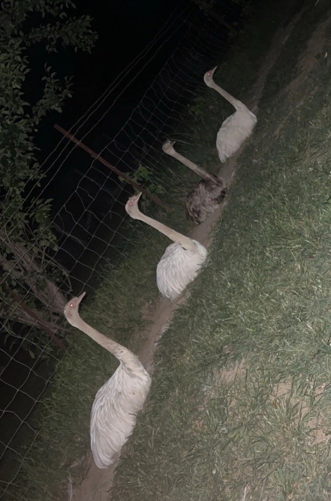 *4* White Rhea Hatching Egg’s LAYING NOW 🚨🐣