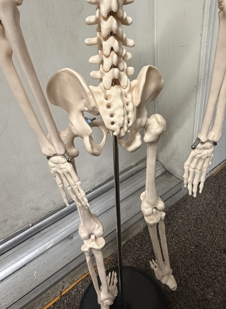 Scientific Anatomical Skeleton Model