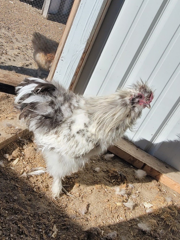 12 plus Silkie Chicken Hatching Eggs