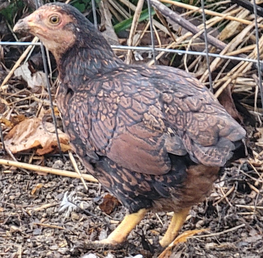 6+ Dark&Light Cornish &Splash Cornish Btm Hatching Eggs