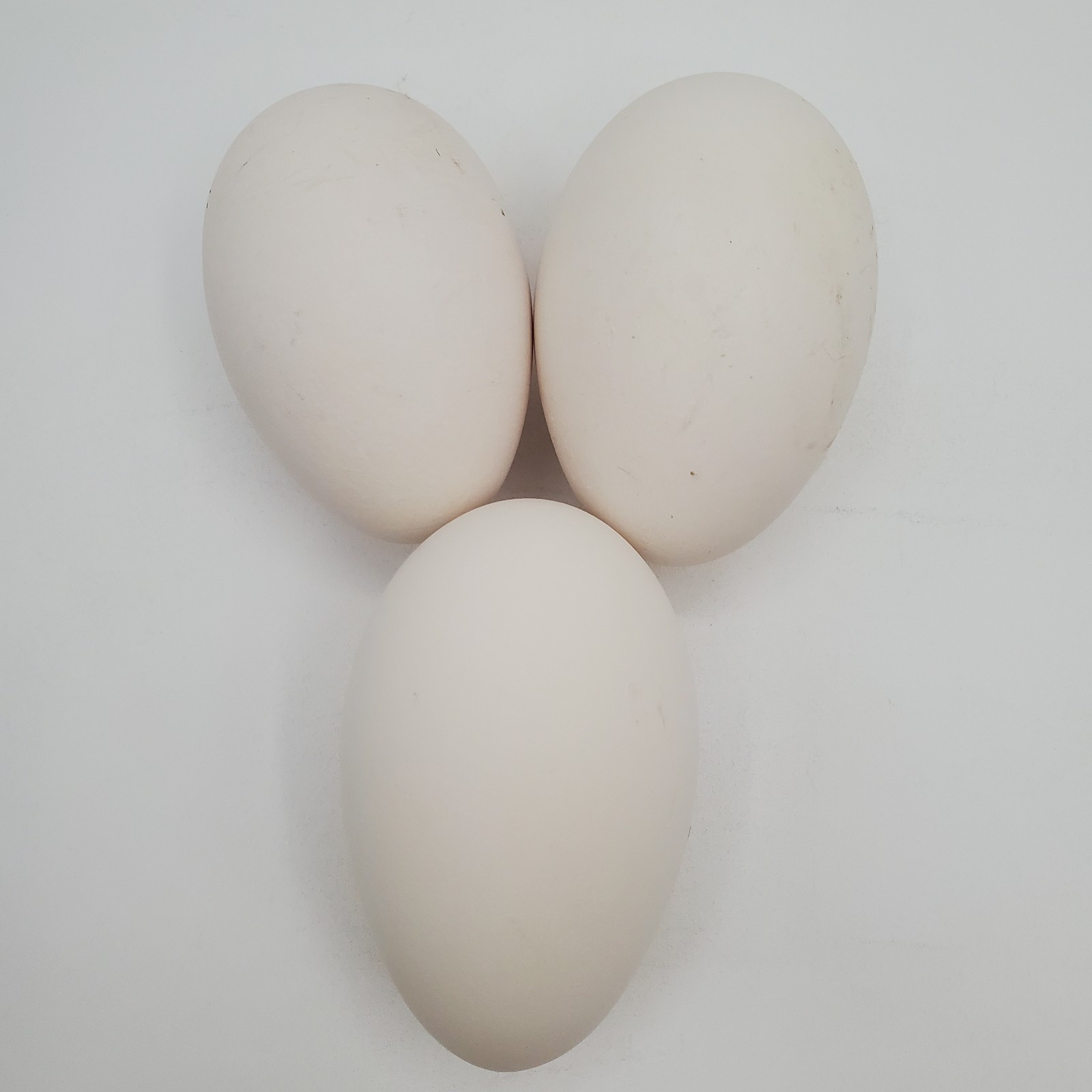 3 + African Goose Hatching Eggs Fertile Louisiana Farm Fresh MULTIPLES AVAILABLE