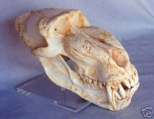MANDRILL SKULL  REPLICA