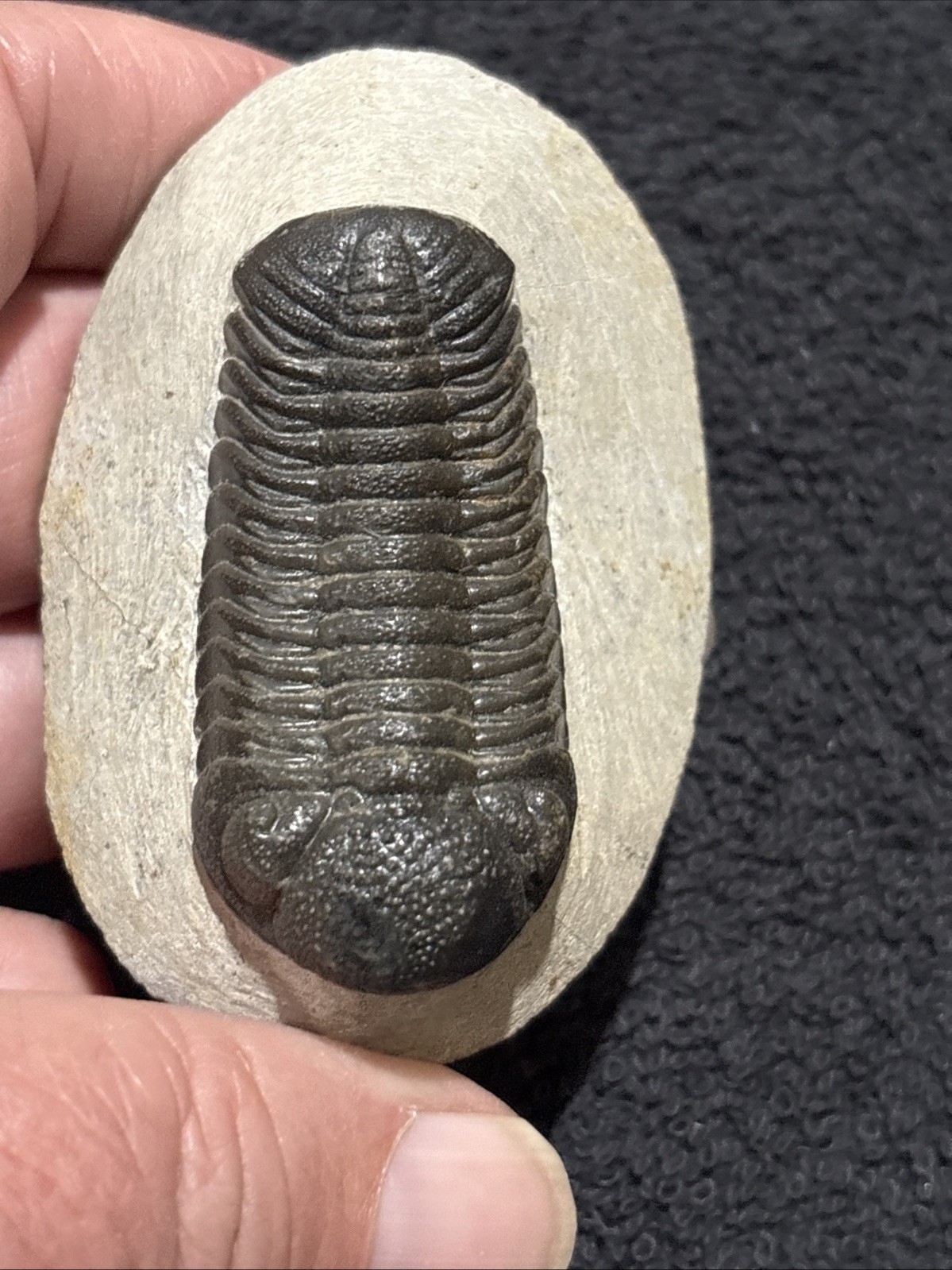 Nice Tight 2+ Inches Phacops. Laid Out Beautifully. Resto On Nose