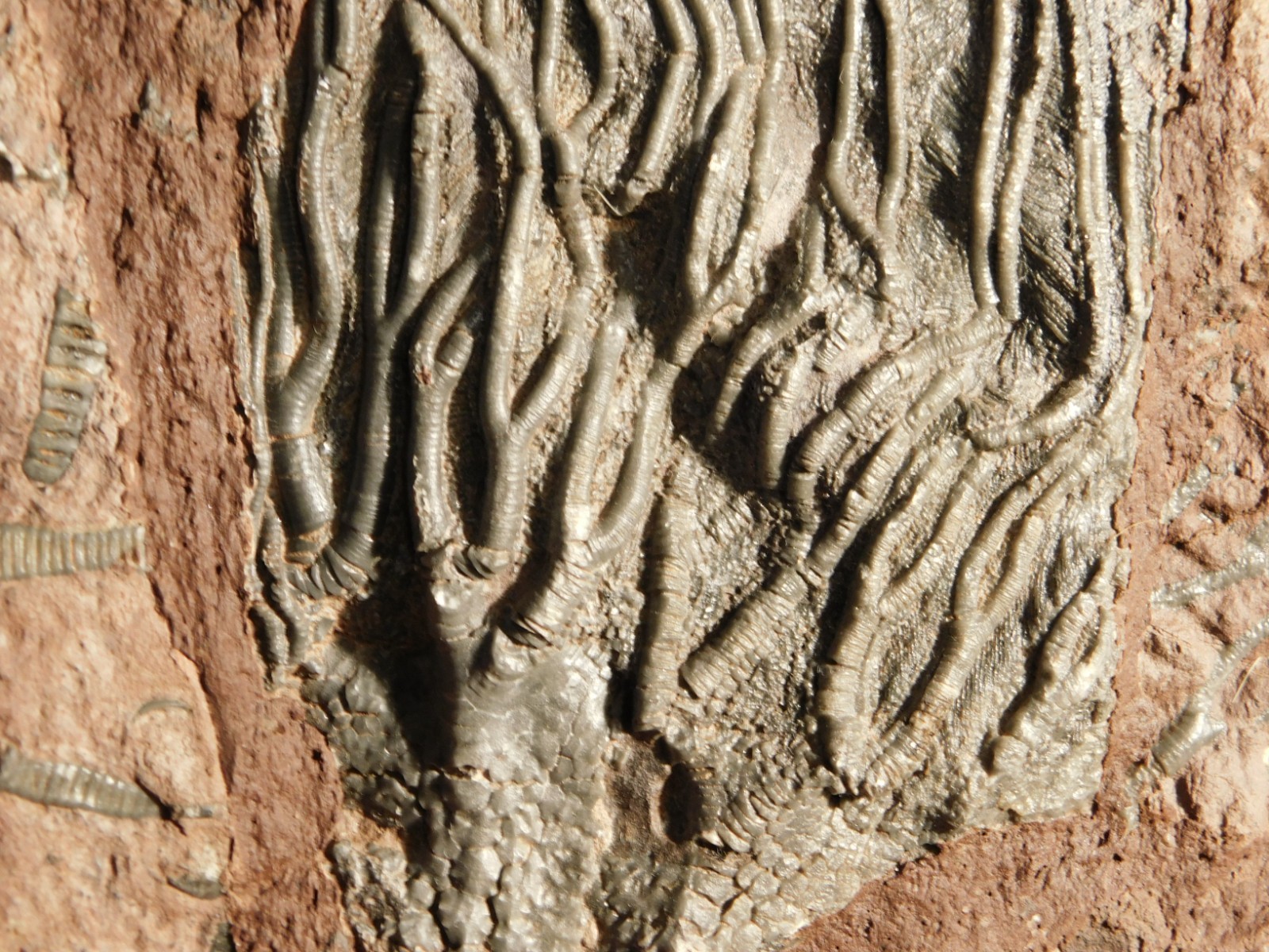 LARGER! 430 Million Year Old! CRINOID Fossil or Sea LILY Fossil Morocco 1133gr