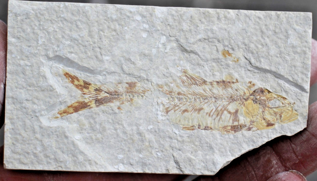 5 Baby Fossil Fish #27 • Knightia & Diplomystus • Ave. Length 2.25" - 2.5"