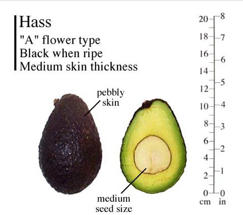 HASS Avocado Tree, Grafted - Live Avocado Tree