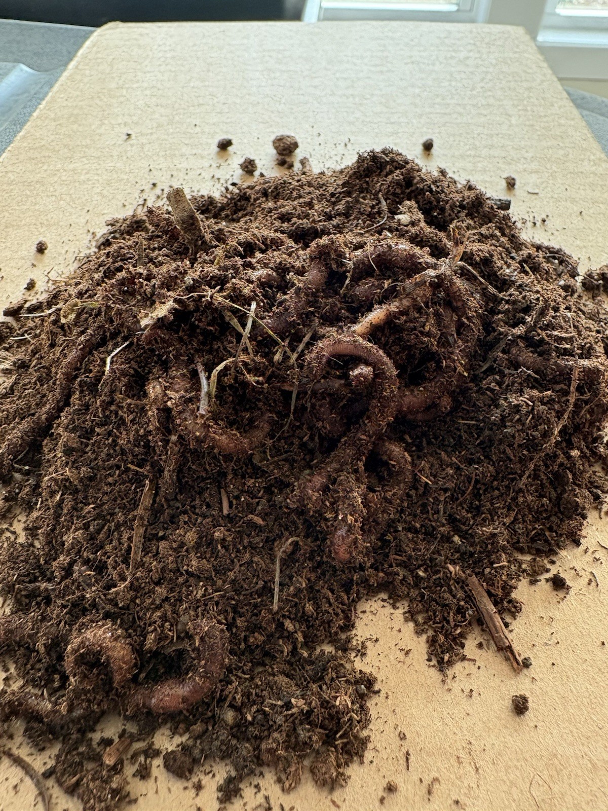 100 + Live Red Wiggler Worms Healthy & Fresh Composting Worms 🪱 Ready To Ship