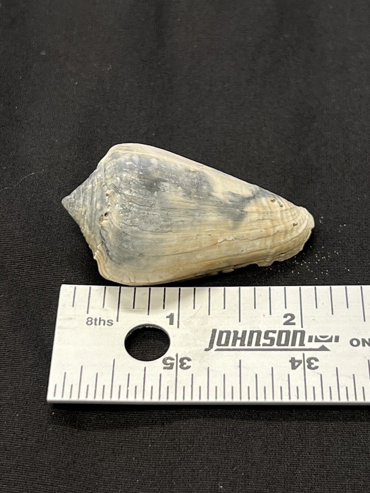 RARE Fossilized CONE Shell From Central Florida - Pliocene Era.