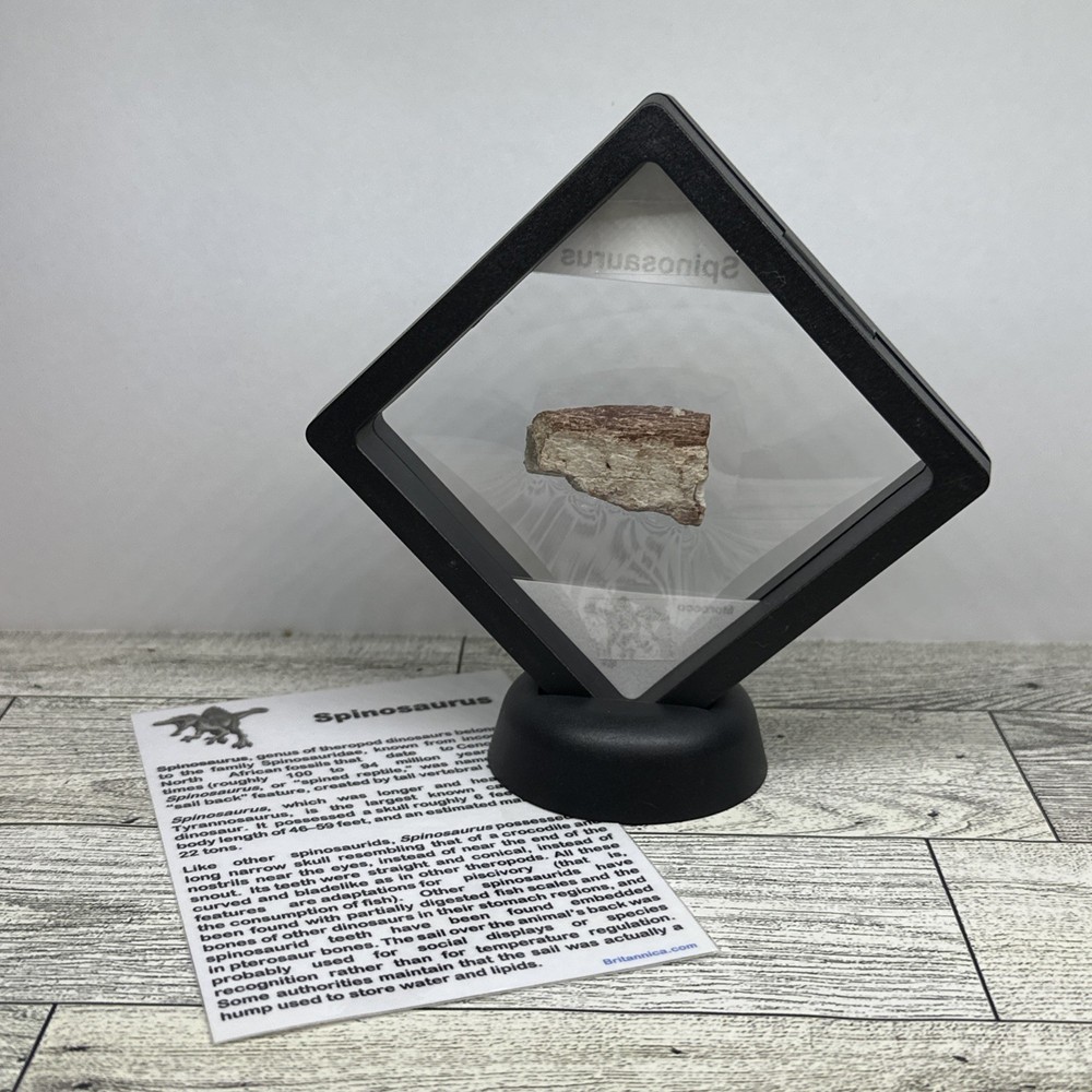Spinosaurus Extinct Dinosaur Bone Fossil in Display Case
