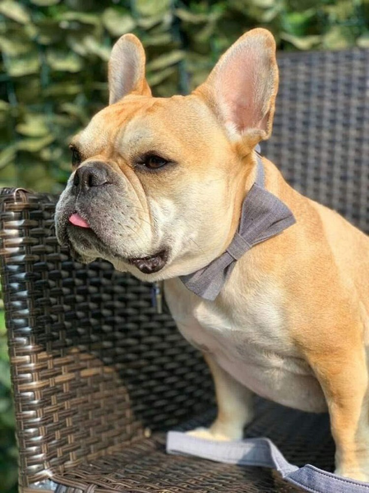 Dog Collar with Bowtie Durable Adjustable and Comfortable Collar for Medium D...