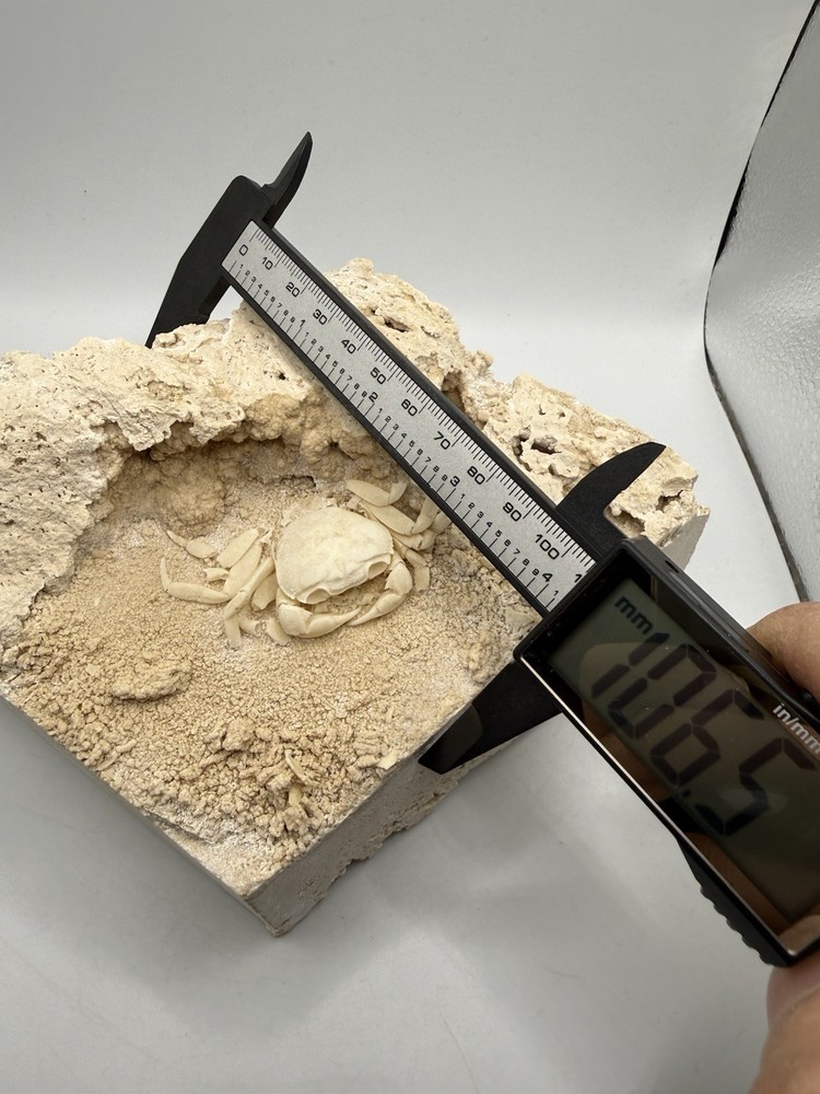 Authentic Potamon Fossil Crab Collection