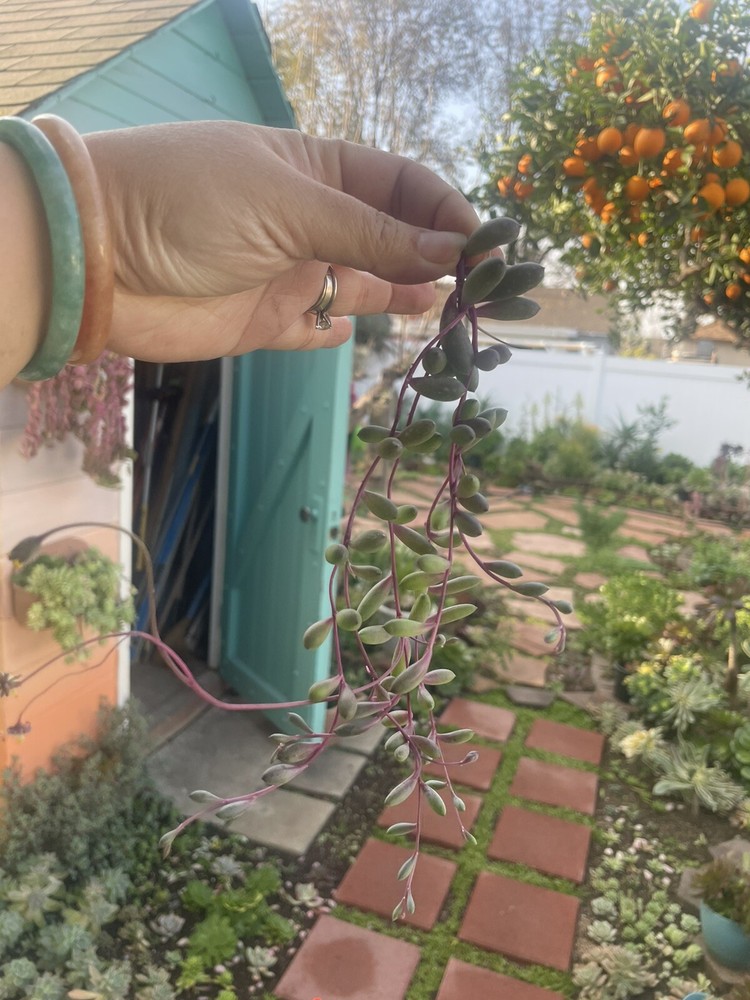 10 Cutting Succulents Ruby Necklace 8”+ ,2-3tip For Each