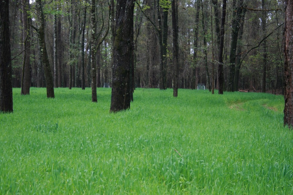 Buck Forage Oats Food Plot Seeds - 5 Lbs.