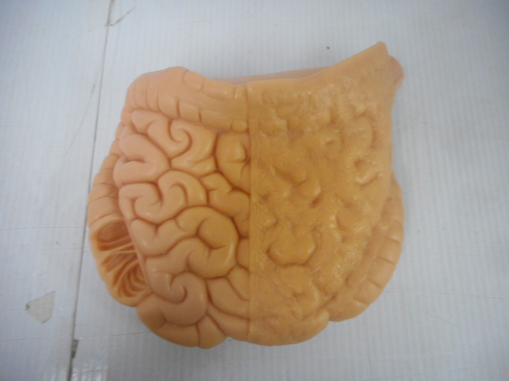 Medical Lab Simulation Manikin Intestinal Insert