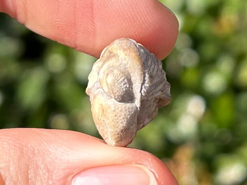 NICE Oklahoma Fossil Trilobite Paciphacops campbelli Devonian Bug Haragan Fm