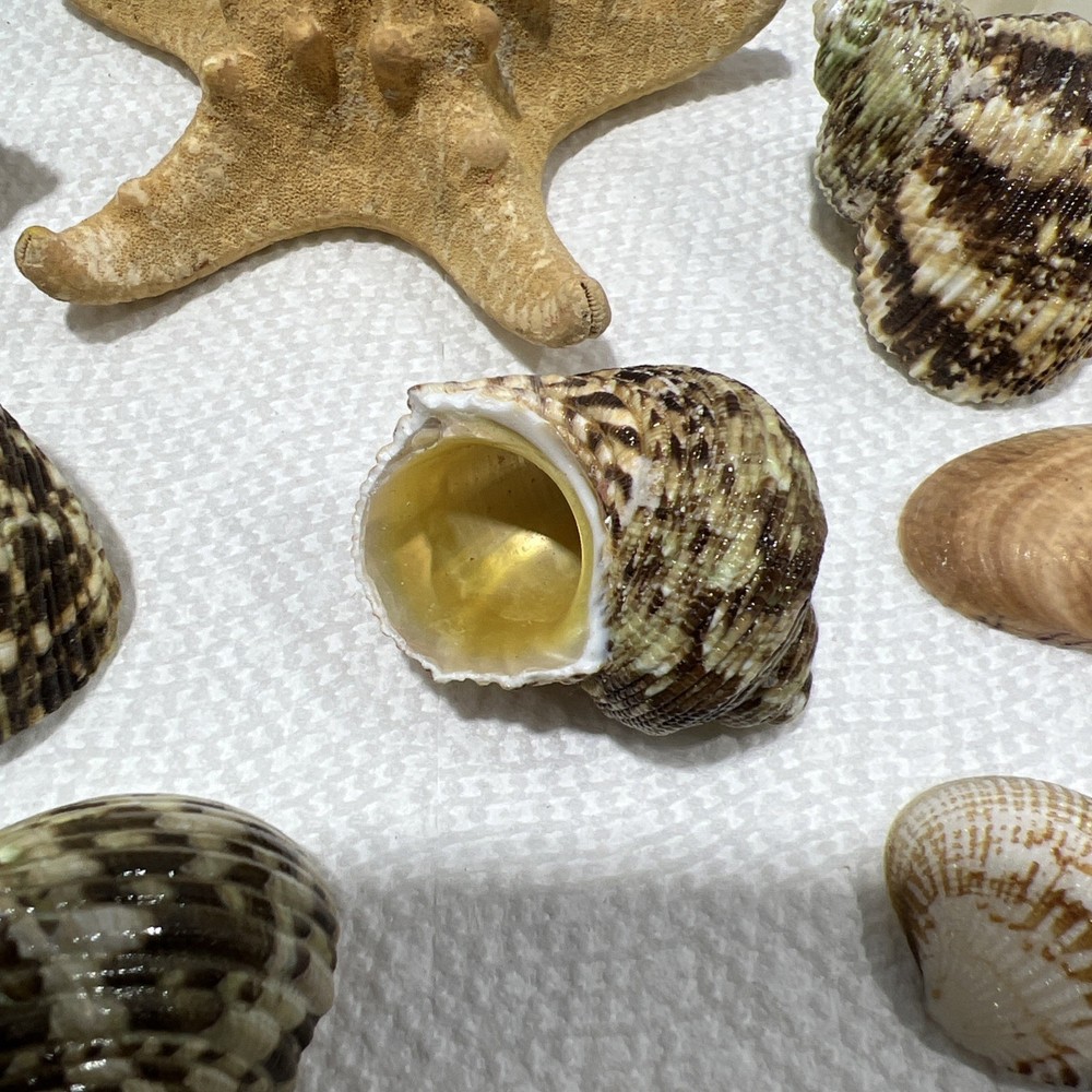 Sea Shells Assorted B1 80 Pieces