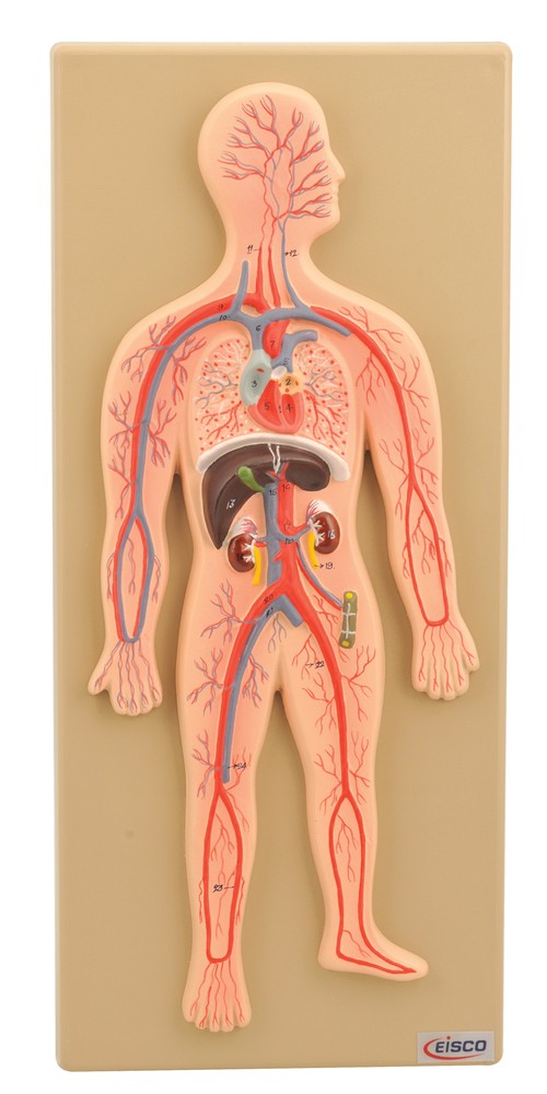 Eisco Labs Human Circulatory System Model, Hand Painted