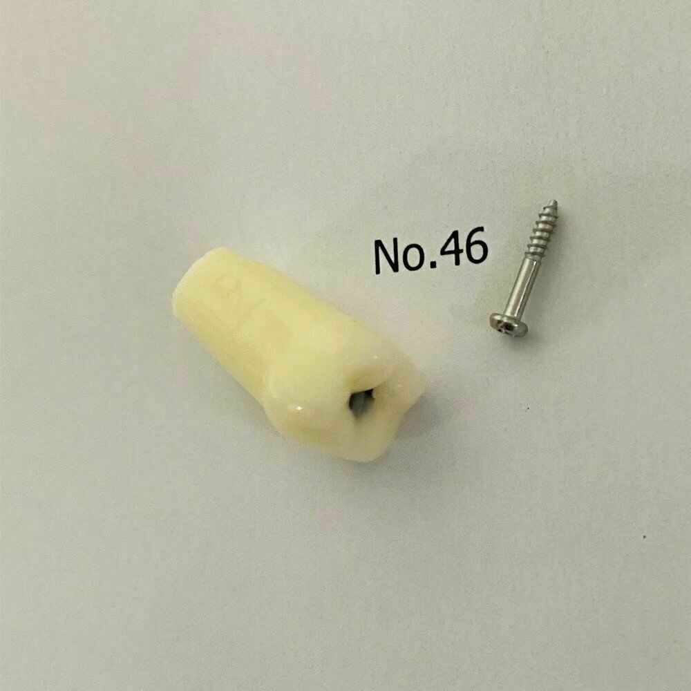 Dental Caries Remove Teeth Decayed Removing Practise Model Dentist Student Test