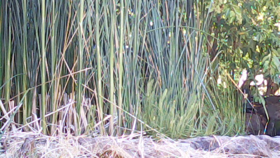 1.3MP USB 2.0 Camera Module with Cable