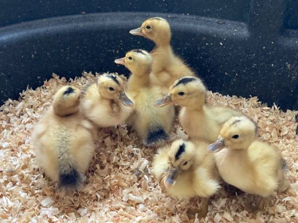 20+4 Silver Appleyard Duck Hatching Eggs Through Darling Farm.