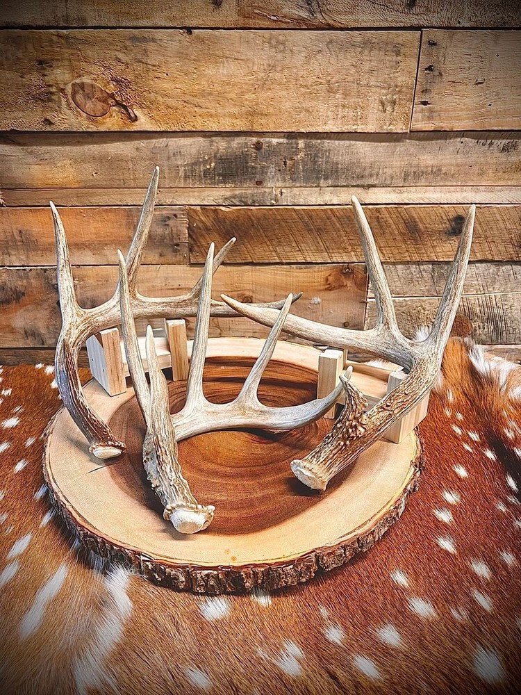 Small Table-Top Whitetail Deer Antlers - Choose Quantity