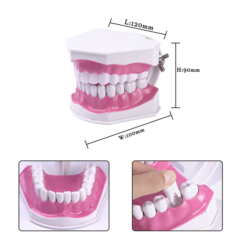 Dental Typodont Demonstration Model Removable 28 Teeth 2 Time Large Study Model