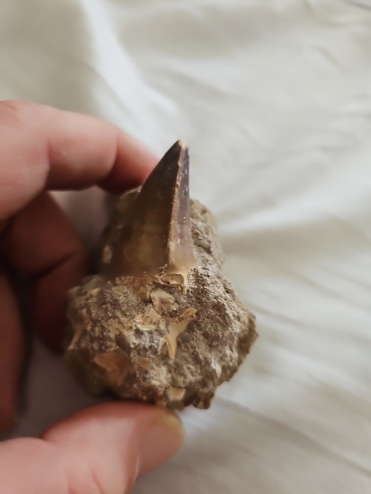 Mosasaurus tooth in Matrix Excellent condition.