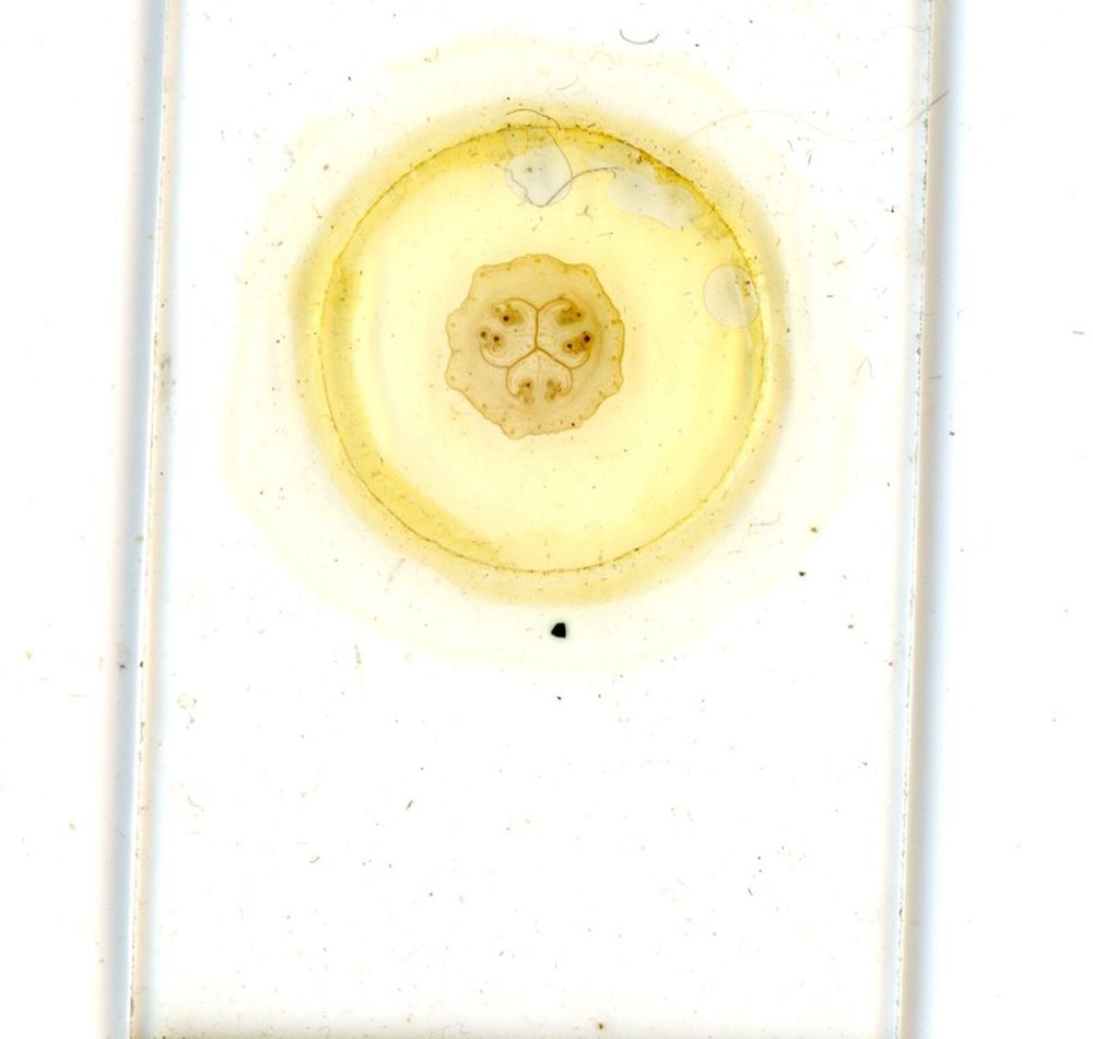 Antique glass Microscope slide Transverse Section Veg Marrow sample #34