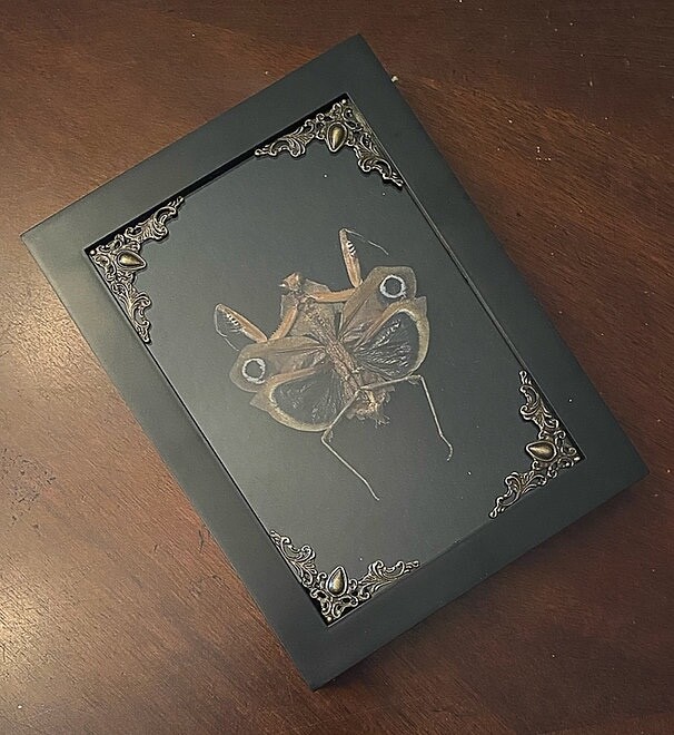 Preserved Death Mantis in Shadowbox Frame - oddities - gothic - gothic decor