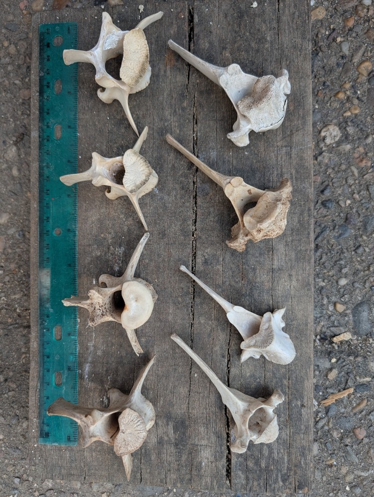 Deer Bones Animal Vertebrae 10 Ethically Sourced