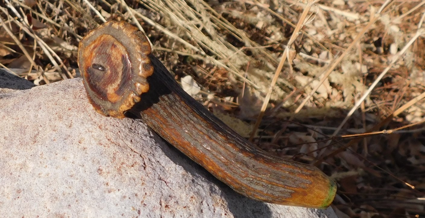 Fossilized Ice Age Deer antler in remarkable condition