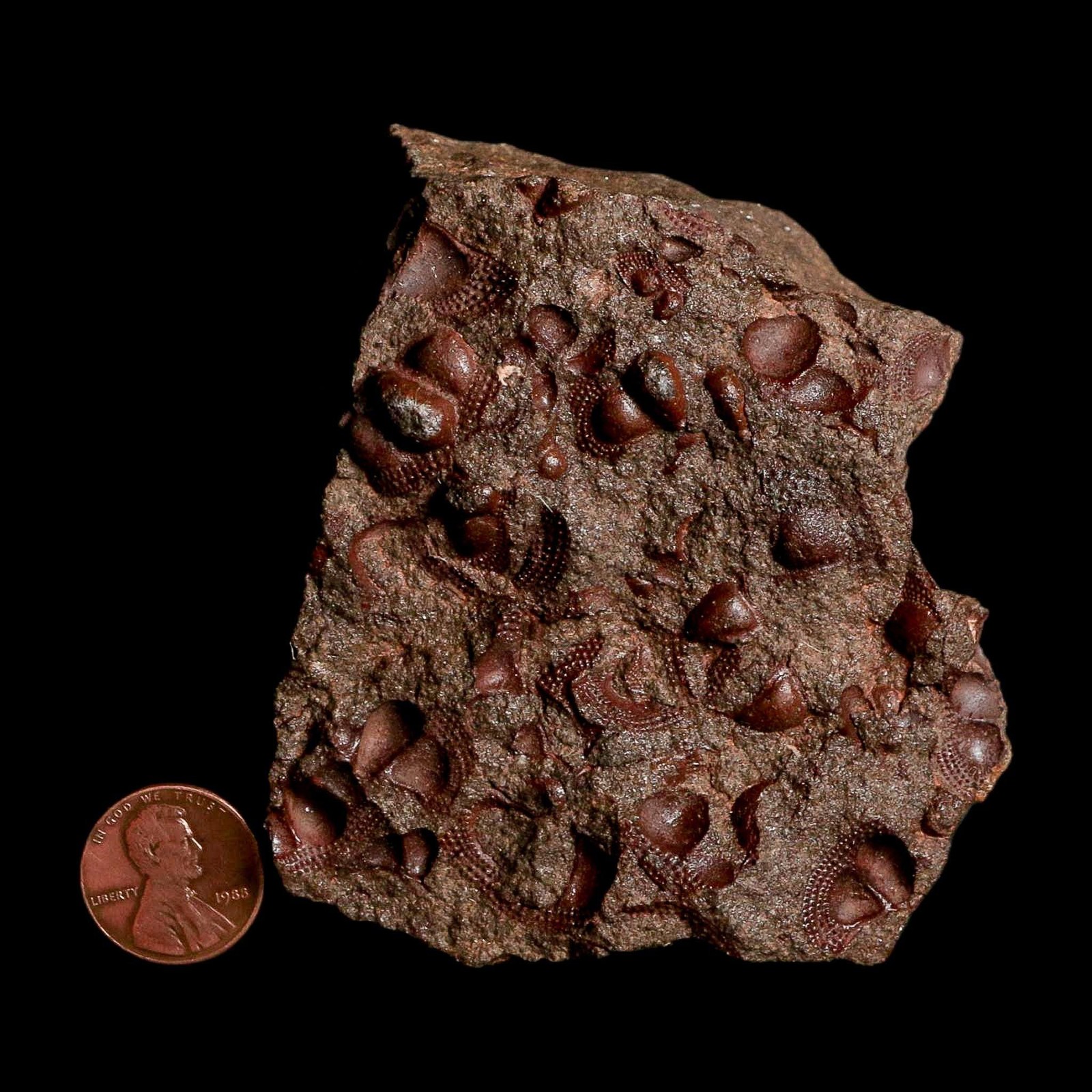 3.1" Trilobite Mortality Plate Fossil Devonian Age 400 Million Years Old COA