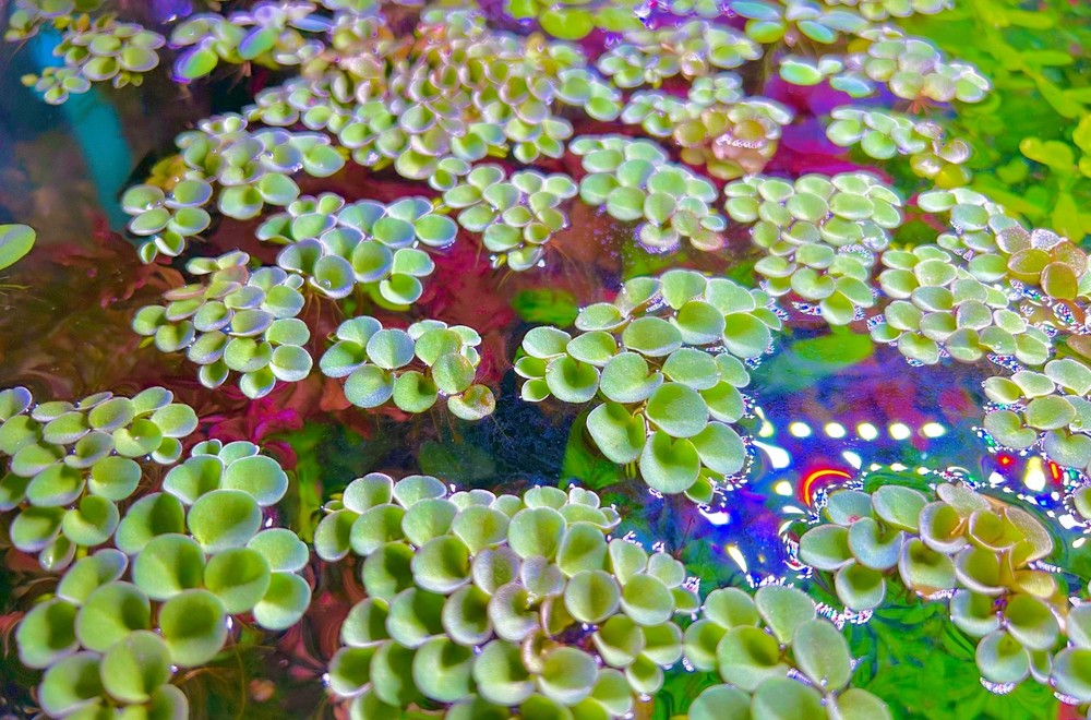 Salvinia Cucullate 10+ plants (100+ leaves)