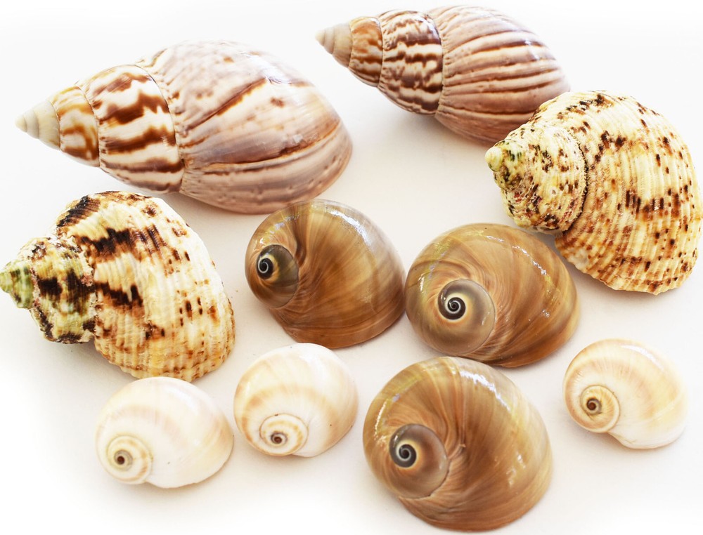 10 Hermit Crab Changing Shell Set Medium Size Select Turbo / Land Snail Shells